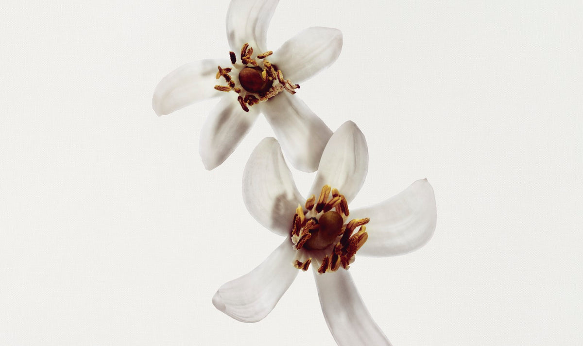 Chanel 1957 Scented Body Oil