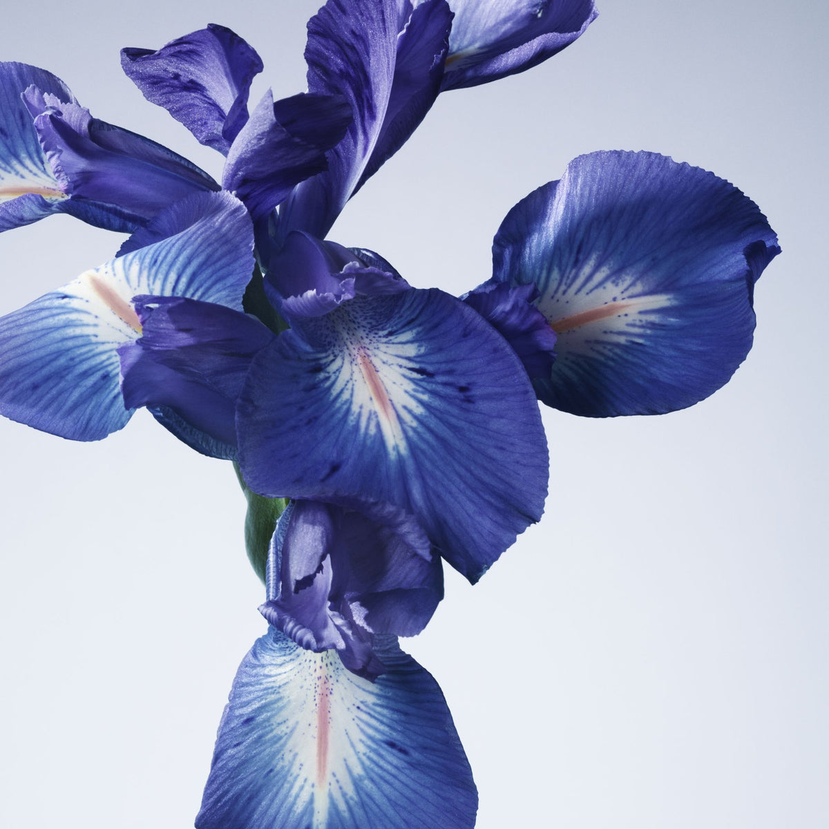 Giorgio Armani Armani/privé Iris Bleu