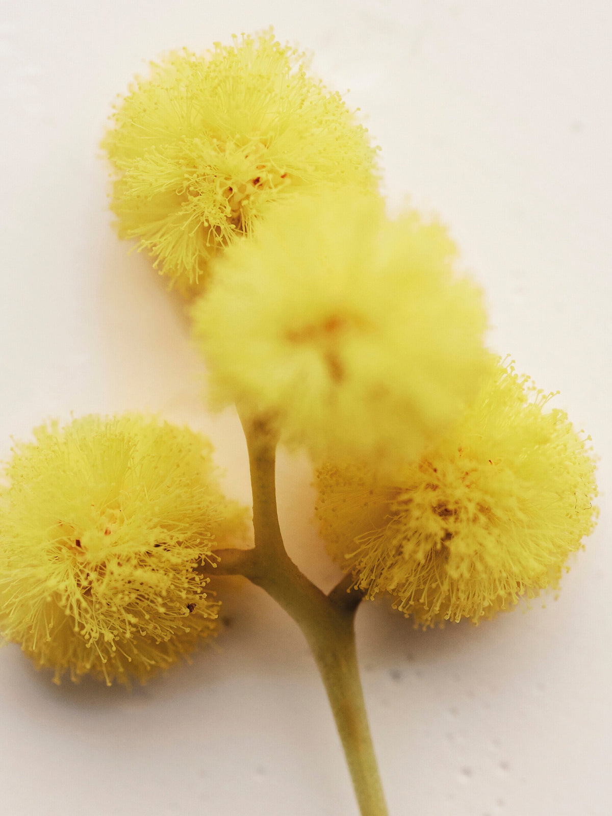 Chloé Atelier des Fleurs Herba Mimosa Eau de Parfum