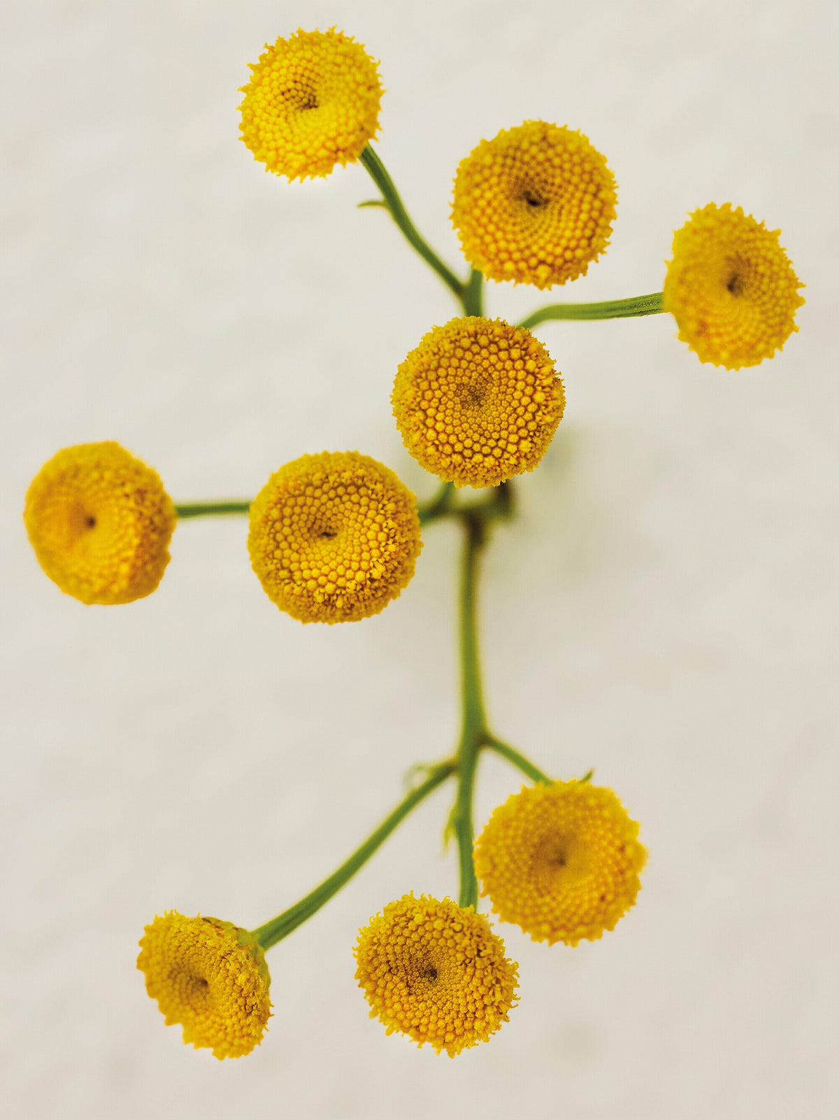Chloé Atelier des Fleurs Immortelle Eau de Parfum