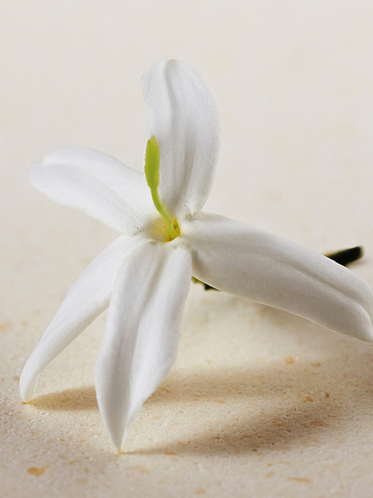 Chloé Atelier des Fleurs Jasminum Sambac Perfumed Body Lotion