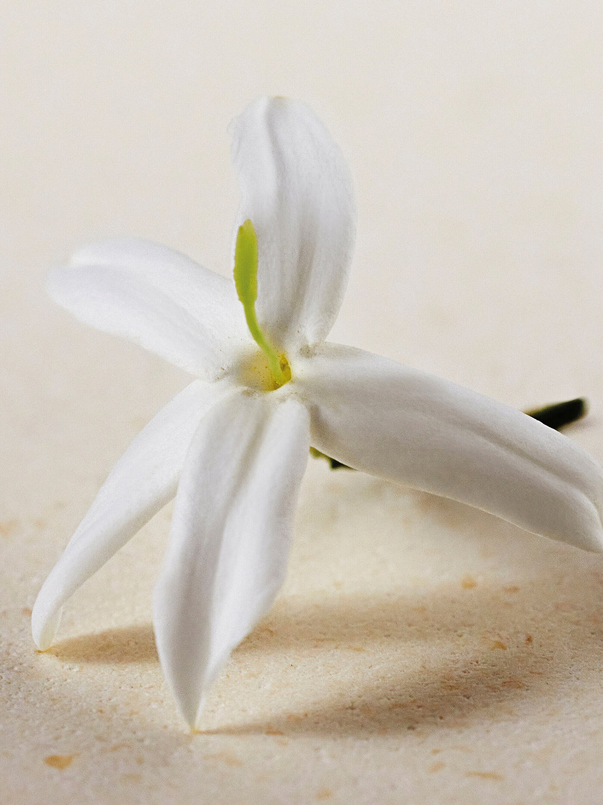 Chloé Atelier des Fleurs Jasminum Sambac Perfumed Shower Gel