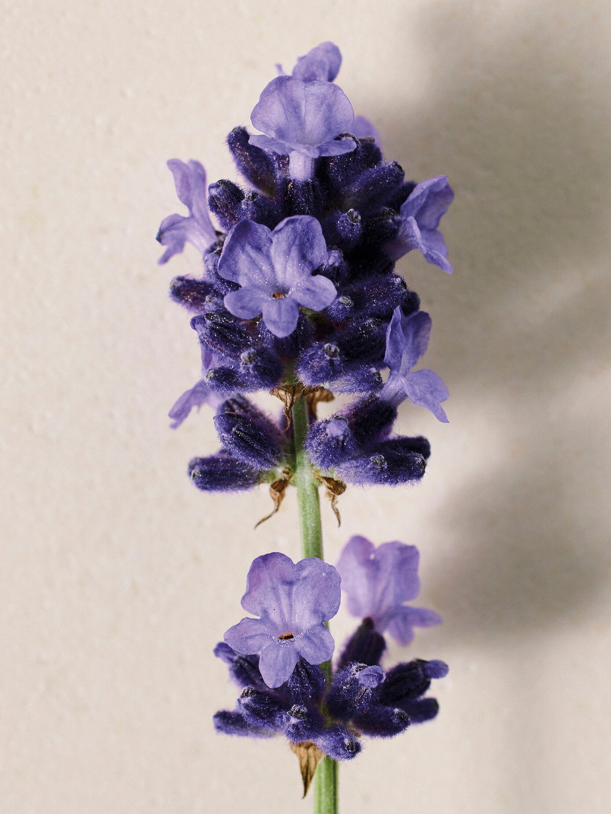 Chloé Atelier des Fleurs Lavanda Eau de Parfum