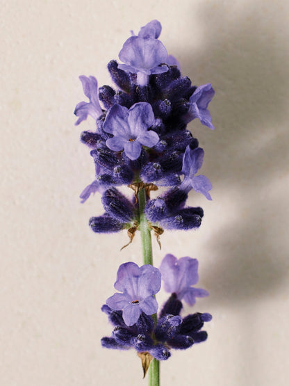 Chloé Atelier des Fleurs Lavanda Eau de Parfum