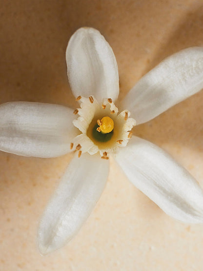 Chloé Atelier des Fleurs Neroli Eau de Parfum
