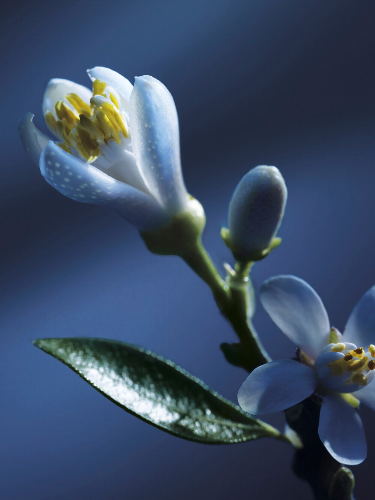 Chloé Atelier des Fleurs Nuit d'Oranger Eau de Parfum