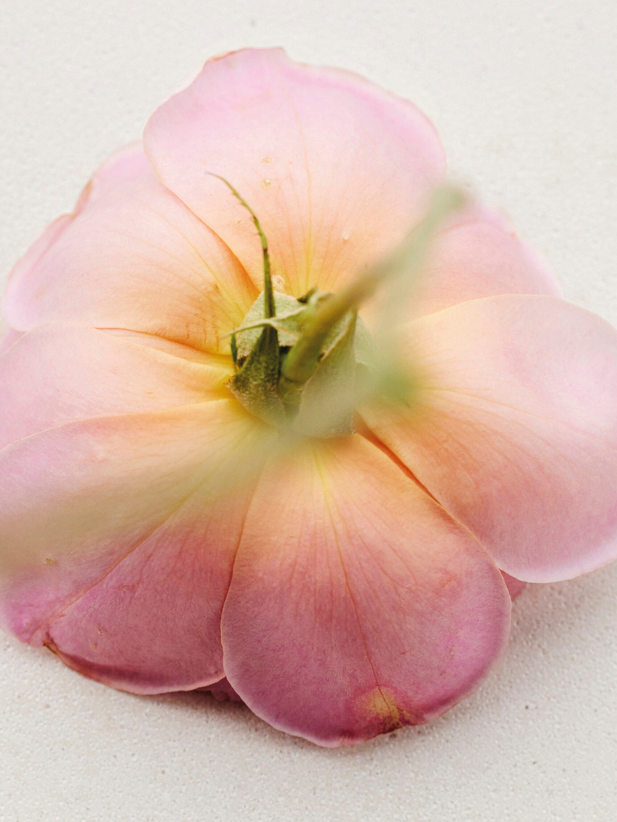 Chloé Atelier des Fleurs Rosa Damascena Eau de Parfum