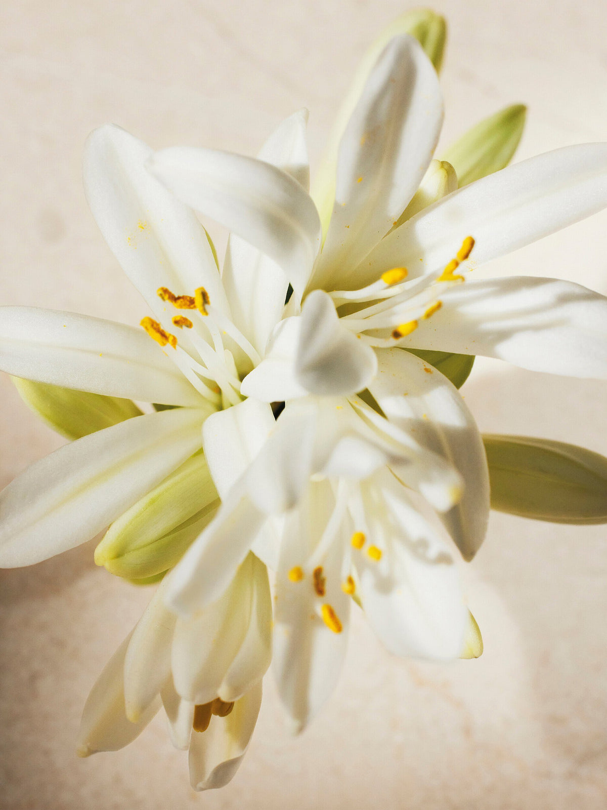 Chloé Atelier des Fleurs Tuberosa 1974 Eau de Parfum