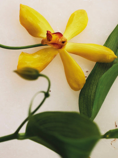 Chloé Atelier des Fleurs Vanilla Planifolia Eau de Parfum