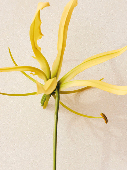 Chloé Atelier des Fleurs Ylang Cananga Eau de Parfum