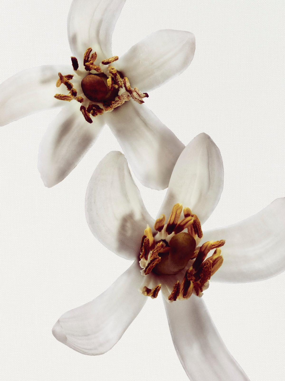 Chanel Beige Scented Body Oil
