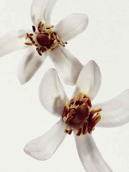 Chanel Beige Scented Body Oil