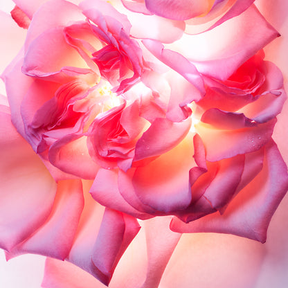 Bvlgari Bvlgari Allegra Magnifying Rose Eau de Parfum