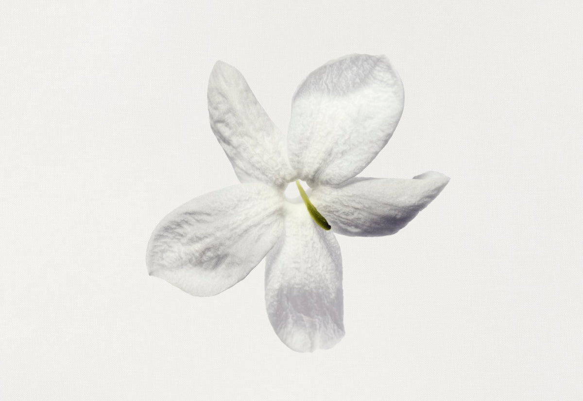 Chanel Gardénia Scented Body Oil