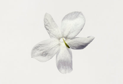 Chanel Gardénia Scented Body Oil