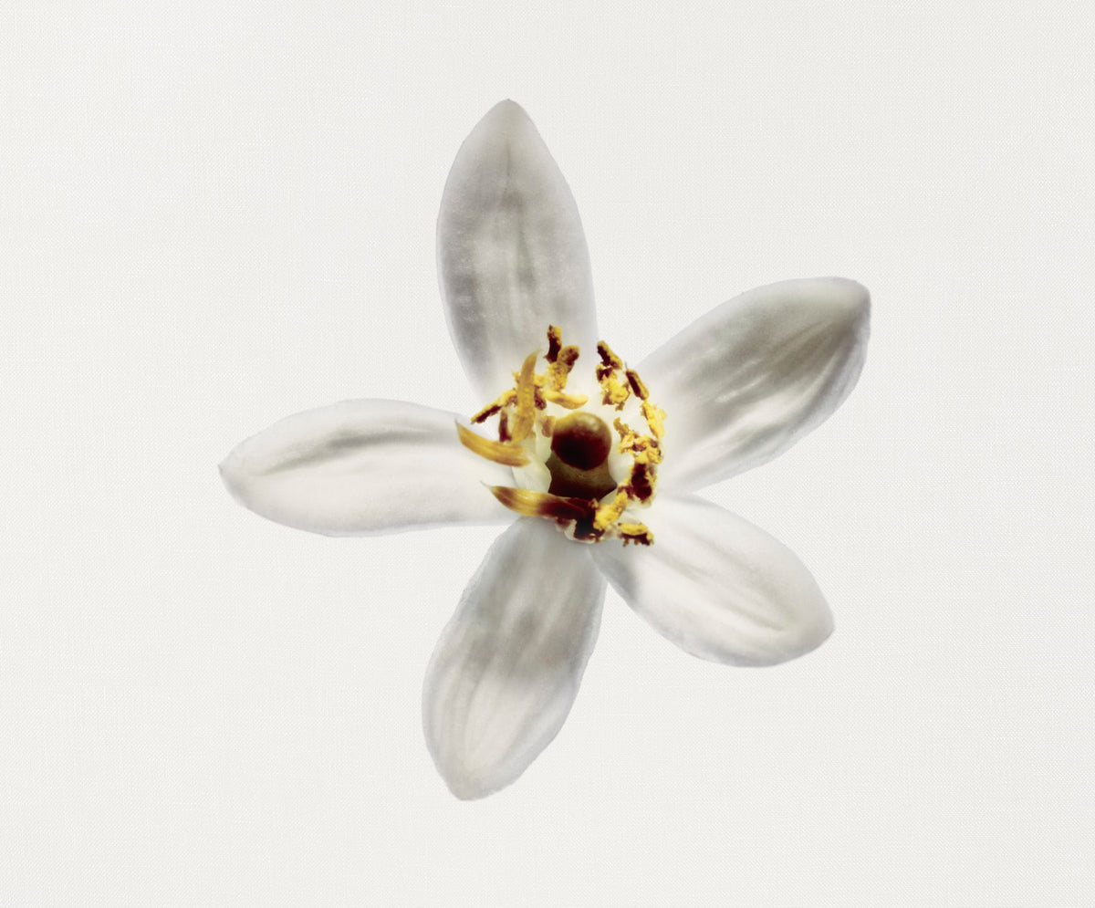 Chanel Gardénia Scented Body Oil