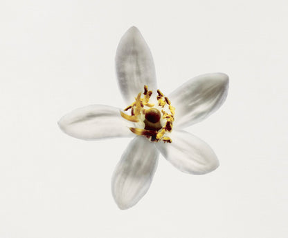 Chanel Gardénia Scented Body Oil