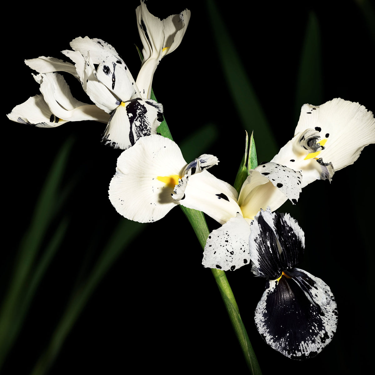 Yves Saint Laurent Muse - Le Vestiaire des Parfums
