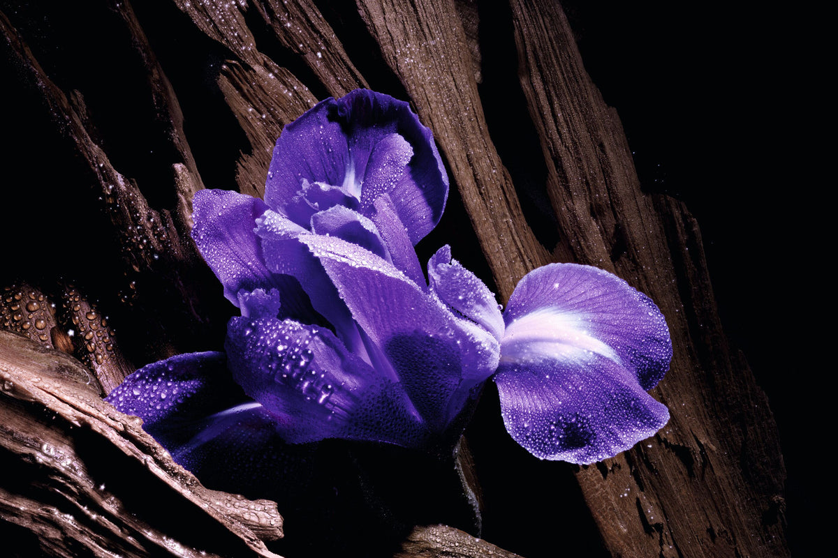 Dior Purple Oud